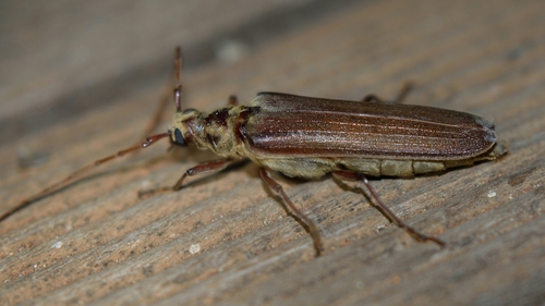 Aposites pubicollis