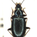 Bembidion geniculatum - Photo (c) lucatole, todos os direitos reservados, uploaded by lucatole