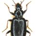 Bembidion tibiale - Photo (c) lucatole, all rights reserved, uploaded by lucatole