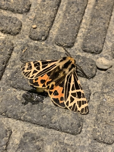 iNaturalist observation photo of Ornate Tiger Moth