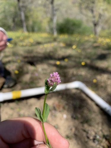 iNaturalist observation photo of Plectritis
