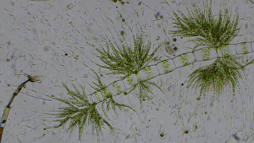 Draparnaldia glomerata
