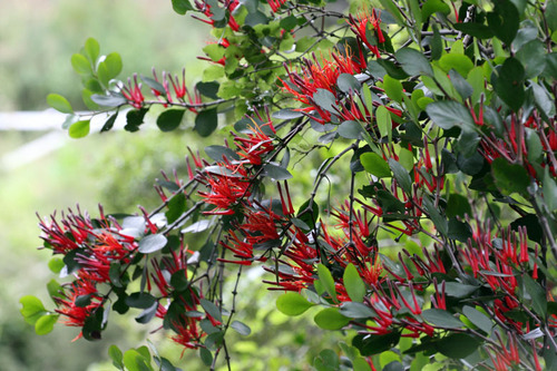 Peraxilla colensoi Tiegh.