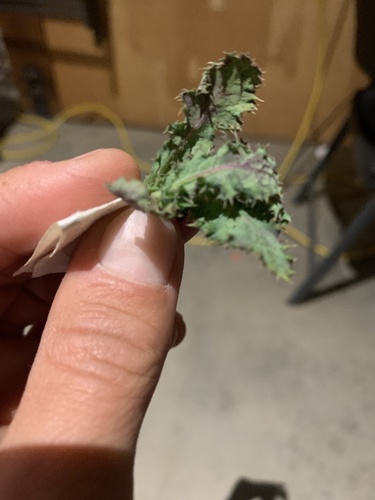 iNaturalist observation photo of prickly sowthistle