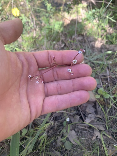 iNaturalist observation photo of California Saxifrage