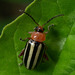 Pigweed Flea Beetle - Photo (c) Joseph Connors, all rights reserved, uploaded by Joseph Connors