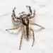 Gray Wall Jumping Spider - Photo (c) Kim Moore, all rights reserved, uploaded by Kim Moore