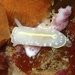 Cadlina willani - Photo (c) Jared Waters, όλα τα δικαιώματα διατηρούνται, uploaded by Jared Waters