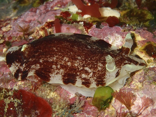 Aphelodoris luctuosa (Cheeseman, 1882)