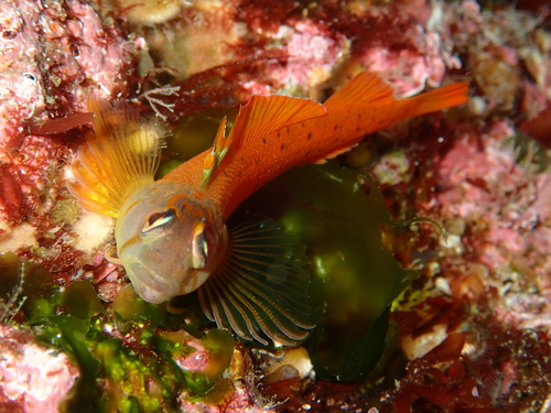 Notoclinops yaldwyni Hardy, 1987