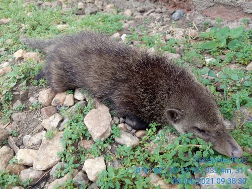 Alexander's Kusimanse (Crossarchus alexandri) — Least Concern Mammalia