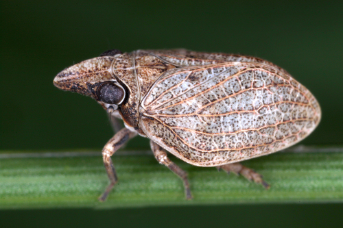 Mycterodus Cuniceps · Inaturalist