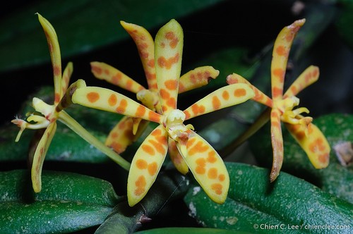 Trichoglottis bipenicillata