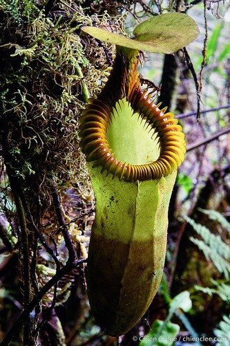 Nepenthes X harryana
