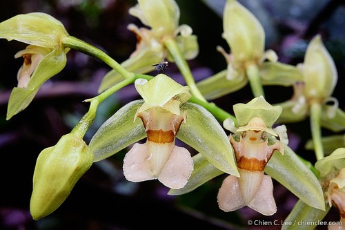 Chelonistele amplissima