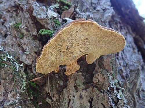 Pine Bracket