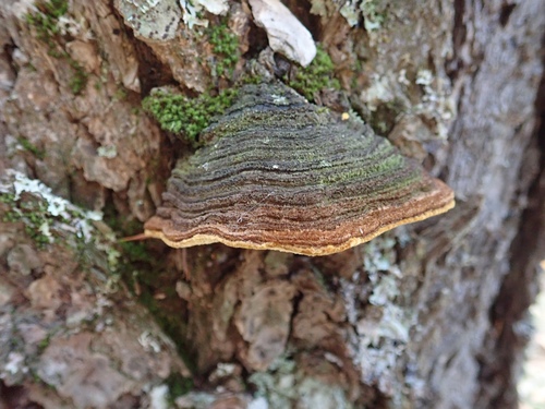 Pine Bracket