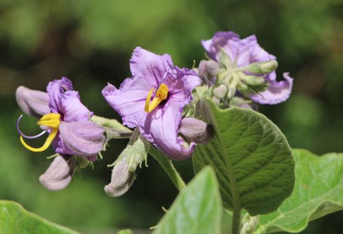 Solanum vespertilio