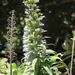 Echium callithyrsum - Photo (c) Frank Walther, all rights reserved, uploaded by Frank Walther