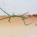 Wülfing's Stick Insect - Photo (c) Ray Nichols, all rights reserved, uploaded by Ray Nichols