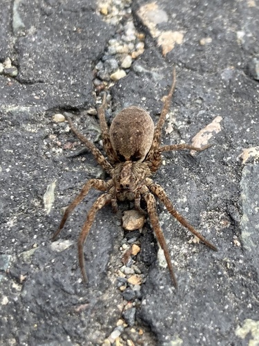 Drumming Sword Wolf Spider