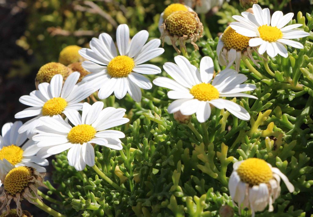 Argyranthemum frutescens