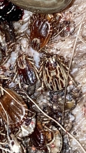 Winter tick