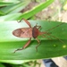 Aspilosterna valida - Photo (c) Yang Yi, todos los derechos reservados, subido por Yang Yi