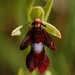 Ophrys insectifera insectifera - Photo (c) Tig, όλα τα δικαιώματα διατηρούνται