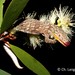 Koumac Chameleon Gecko - Photo (c) Christian Langner, all rights reserved