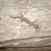 Chiang Mai Dwarf Gecko - Photo (c) Apisak Sukprasert, all rights reserved, uploaded by apisaki