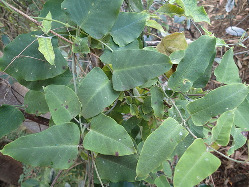 Moth Vine