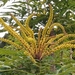 Mahonia oiwakensis - Photo (c) 郭柏輝, all rights reserved, uploaded by 郭柏輝