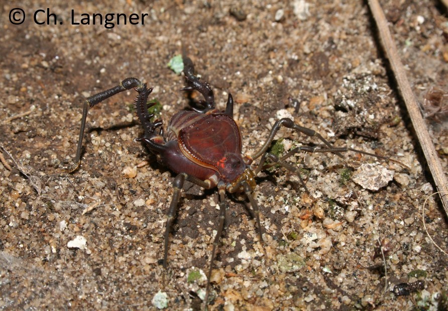 Superfamily Gonyleptoidea · iNaturalist