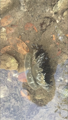 photo of Upsidedown Jellies (Cassiopeidae)