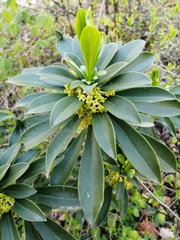Spurge-Laurel - Photo (c) Le Duc, all rights reserved, uploaded by Le Duc