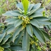 Spurge-Laurel - Photo (c) Le Duc, all rights reserved, uploaded by Le Duc