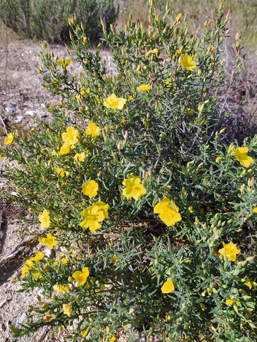 Yellow Rock Rose
