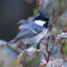 Taiwan Coal Tit - Photo (c) WK Cheng, all rights reserved, uploaded by WK Cheng