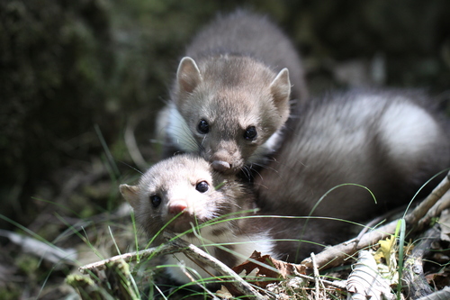 Stone Marten