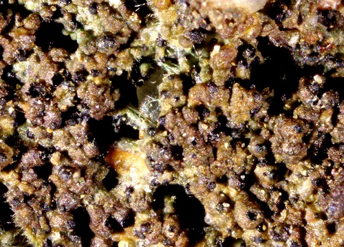 Didymellopsis