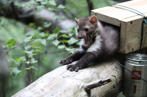 Stone Marten