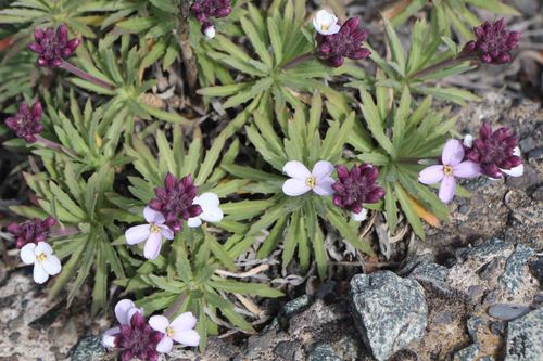Erysimum albescens
