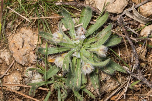 Plantago cretica L.