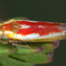 Zygina rubrovittata - Photo (c) gernotkunz, all rights reserved, uploaded by gernotkunz