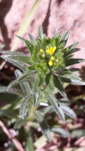 Yellow Gromwell