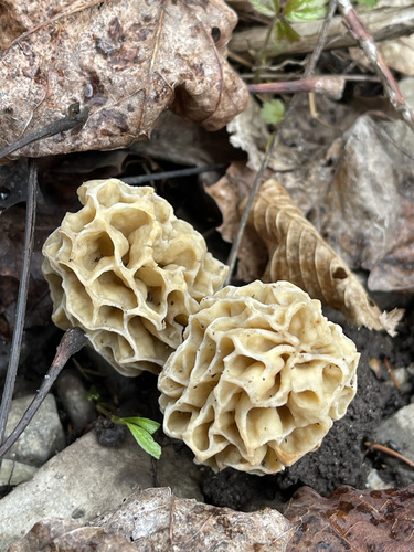 Morchella