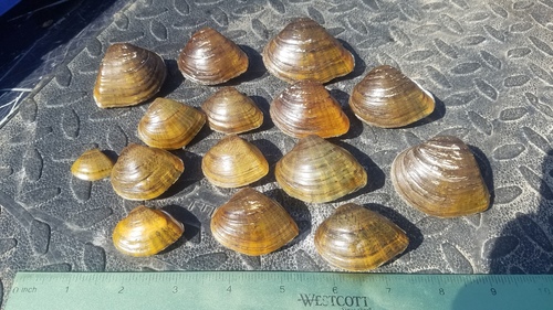 Deertoe Mussel