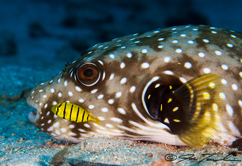 Golden Trevally