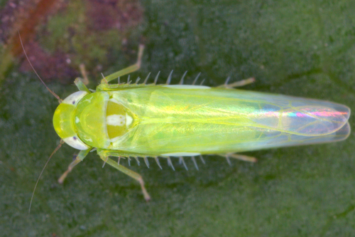 Empoasca decipiens